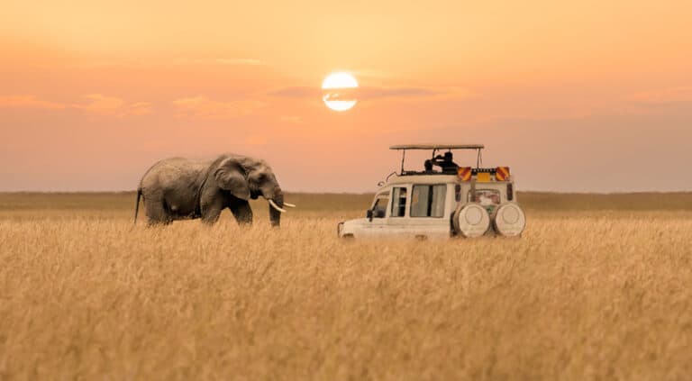 African elephant walking with a touring car stopping to watch the sunset at the Masai Mara National Reserve in Kenya.