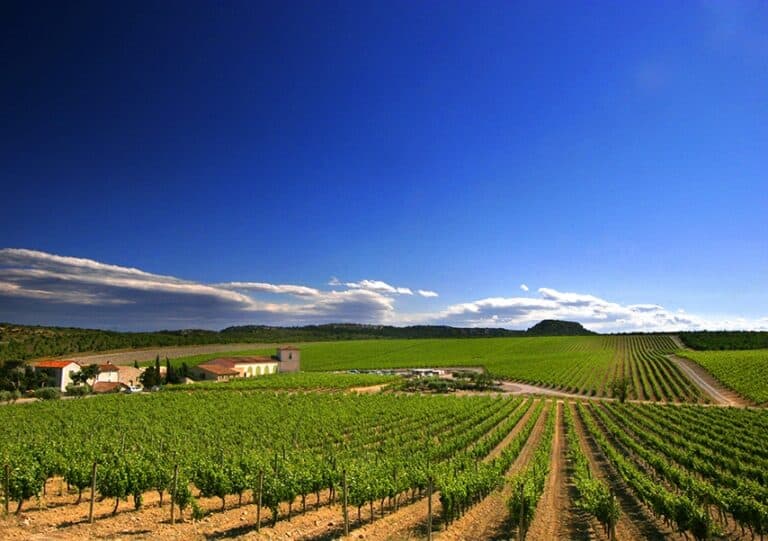 Rallye dans les vignes