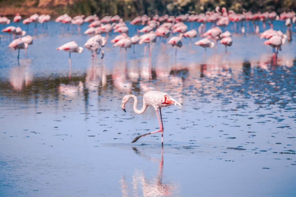 Pink flamingos in the Camargue