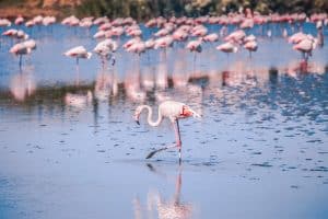 Flamants roses en Camargue
