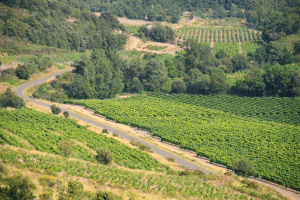Vignobles dans les Corbières