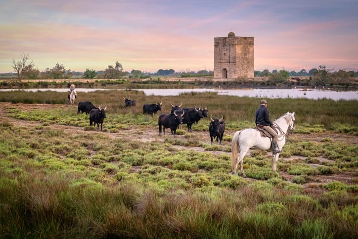 Paysage avec taureaux et gardiens en Camargue.